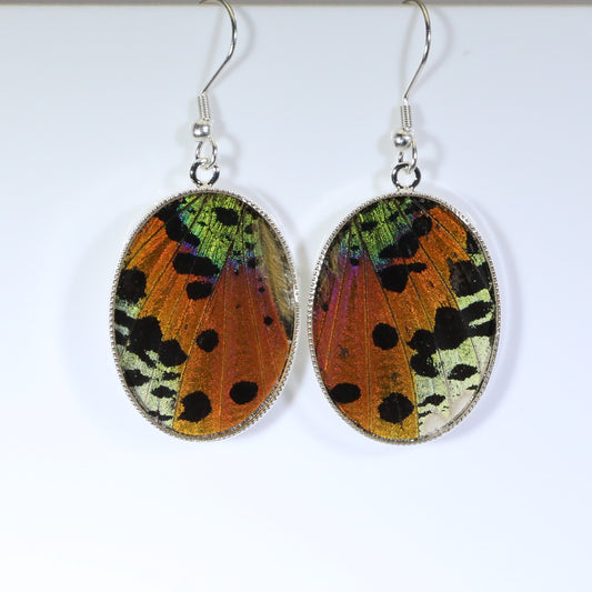 51302 - Real Butterfly Wing Jewelry - Earrings - Large - Sunset Moth - Orange