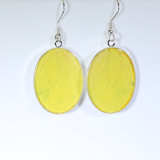 51306 - Real Butterfly Wing Jewelry - Earrings - Large - Hebomia - Yellow