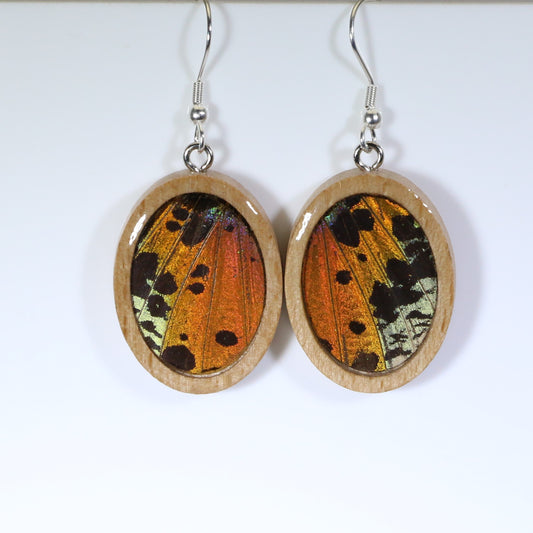 51602 - Real Butterfly Wing Jewelry - Earrings - Medium - Tan Wood - Oval - Plain - Sunset Moth - Orange