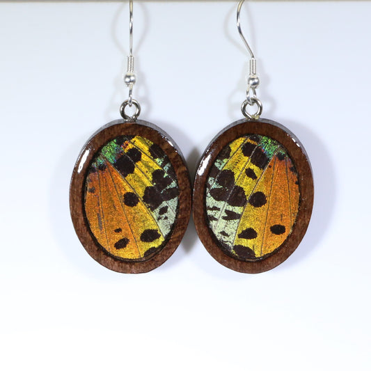 51702 - Real Butterfly Wing Jewelry - Earrings - Medium - Dark Wood - Oval - Plain - Sunset Moth - Orange