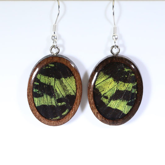 51703 - Real Butterfly Wing Jewelry - Earrings - Medium - Dark Wood - Oval - Plain - Sunset Moth - Green