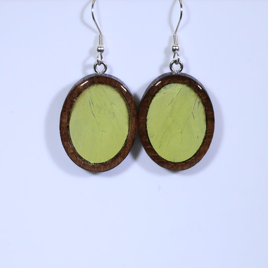 51706 - Real Butterfly Wing Jewelry - Earrings - Medium - Dark Wood - Oval - Plain - Hebomia - Yellow