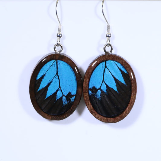 51707 - Real Butterfly Wing Jewelry - Earrings - Medium - Dark Wood - Oval - Plain - Blue Mountain Swallowtail