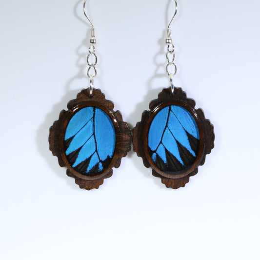 51757 - Real Butterfly Wing Jewelry - Earrings - Medium - Dark Wood - Oval - Filigree - Blue Mountain Swallowtail