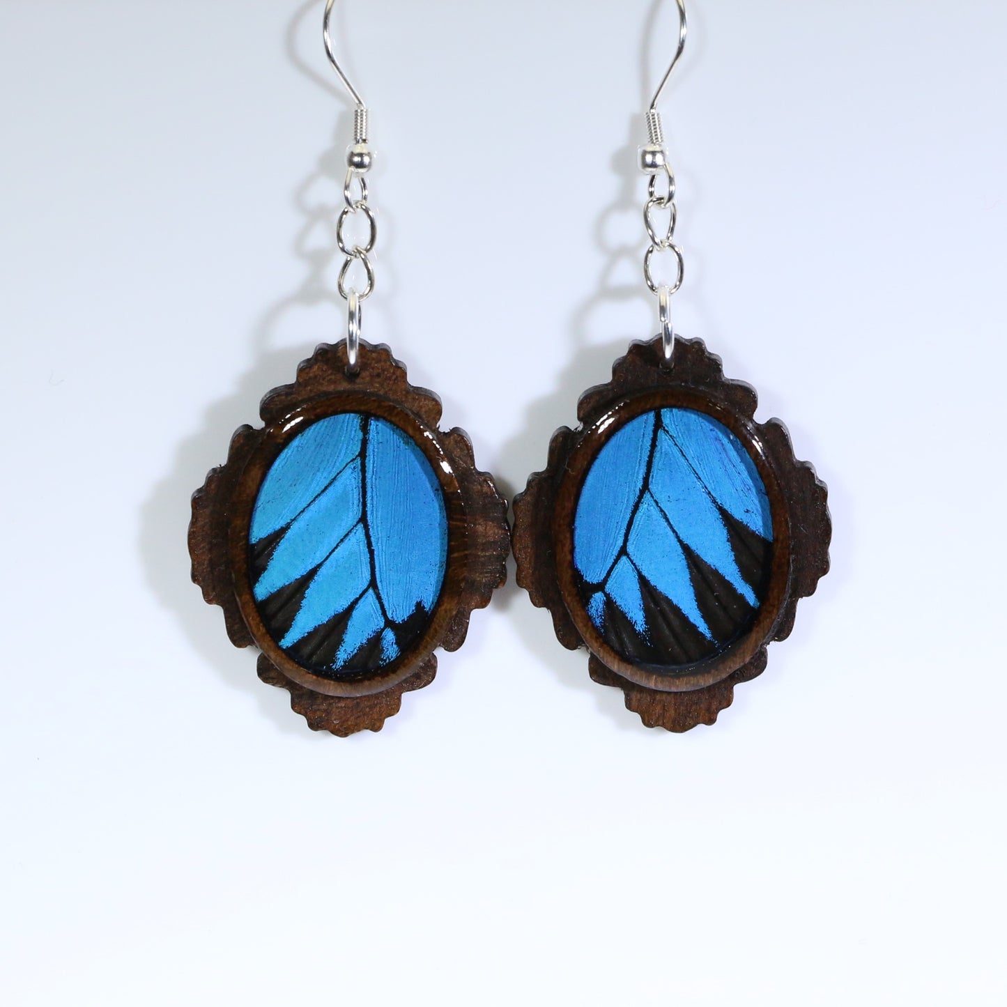 51007 - Real Butterfly Wing Jewelry - Earring Collection - Blue Mountain Swallowtail