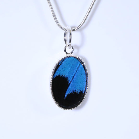 52107 - Real Butterfly Wing Jewelry - Pendant - Small - Blue Mountain Swallowtail