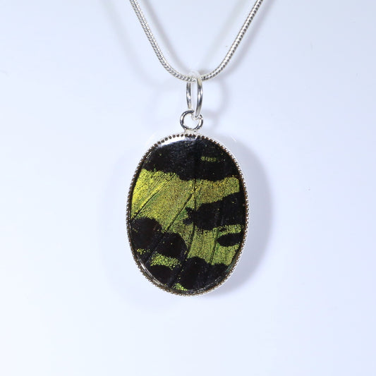 52203 - Real Butterfly Wing Jewelry - Pendant - Medium - Sunset Moth - Green