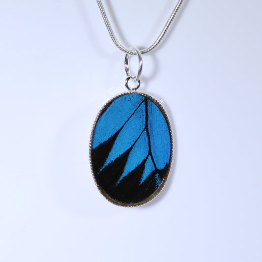 52207 - Real Butterfly Wing Jewelry - Pendant - Medium - Blue Mountain Swallowtail