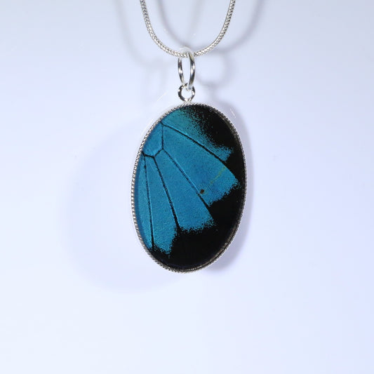 52307 - Real Butterfly Wing Jewelry - Pendant - Large - Blue Mountain Swallowtail