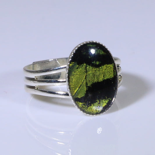 54003 - Real Butterfly Wing Jewelry - Rings - Sunset Moth - Green