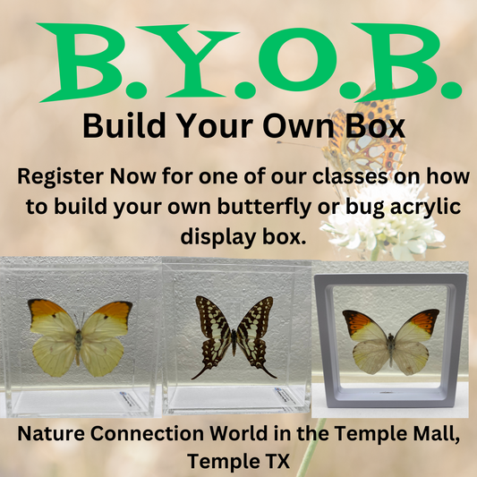 Build Your Own Box Classes - Beginners Class  - Tuesday - Thursday Mornings - Jan 7, 2025 - Jan. 30,2025
