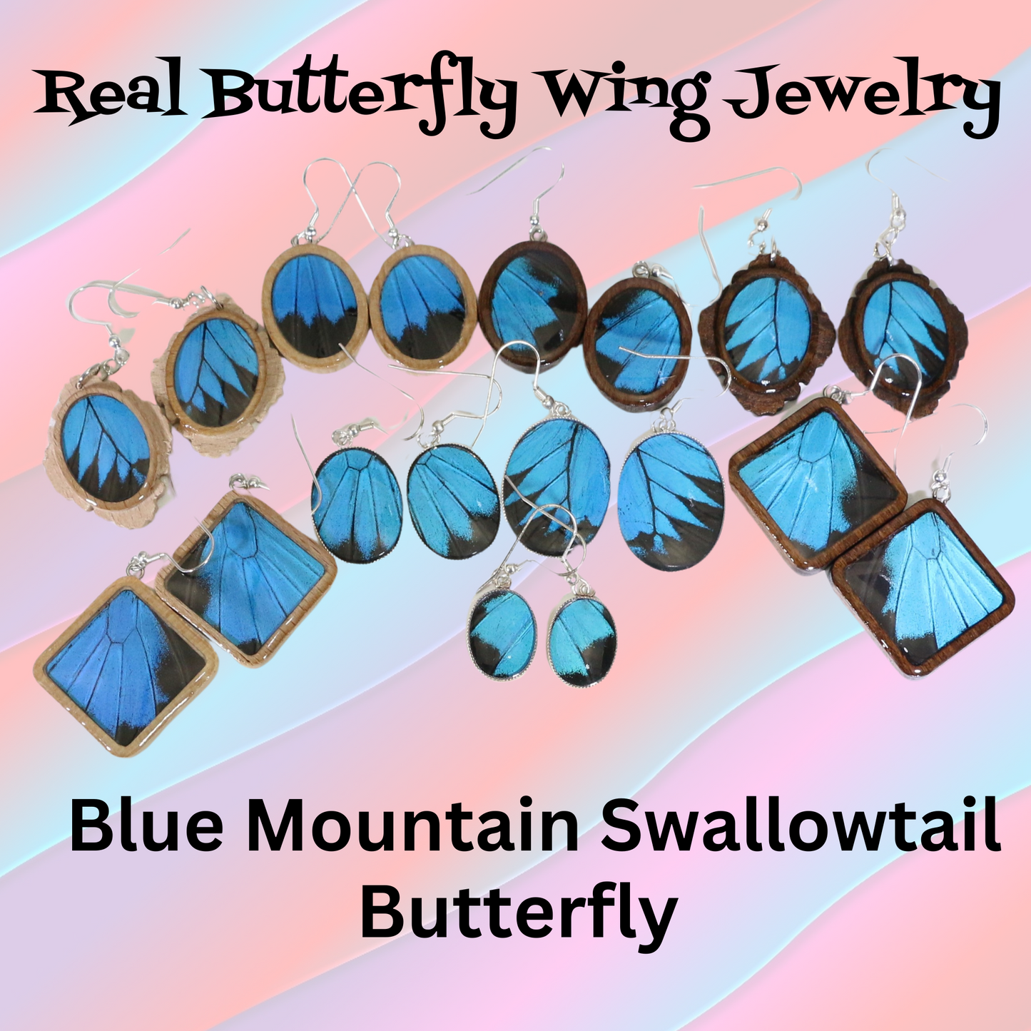 51007 - Real Butterfly Wing Jewelry - Earring Collection - Blue Mountain Swallowtail