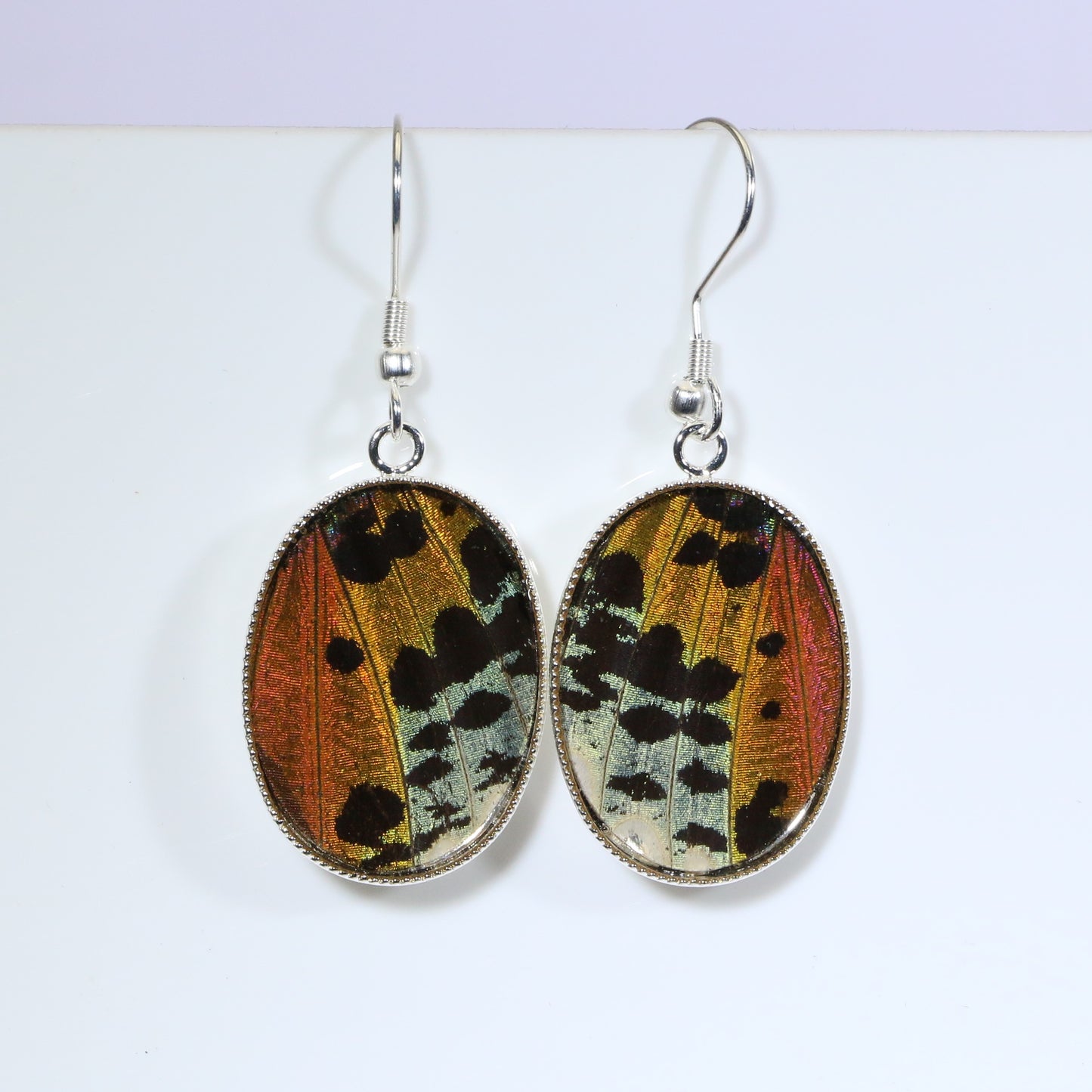 51202 - Real Butterfly Wing Jewelry - Earrings - Medium - Sunset Moth - Orange