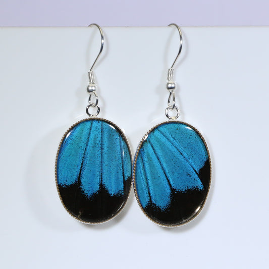51207 - Real Butterfly Wing Jewelry - Earrings - Medium - Blue Mountain Swallowtail