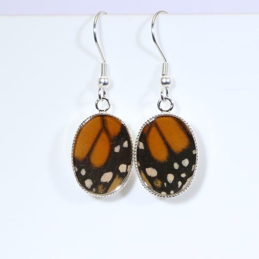 51104 - Real Butterfly Wing Jewelry - Earrings - Small - Monarch