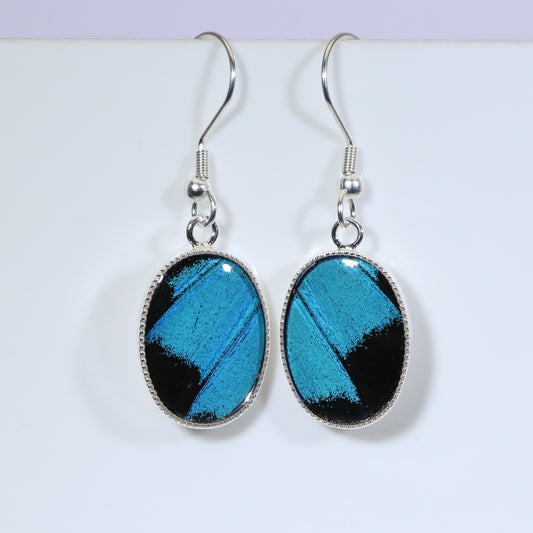 51107 - Real Butterfly Wing Jewelry - Earrings - Small - Blue Mountain Swallowtail