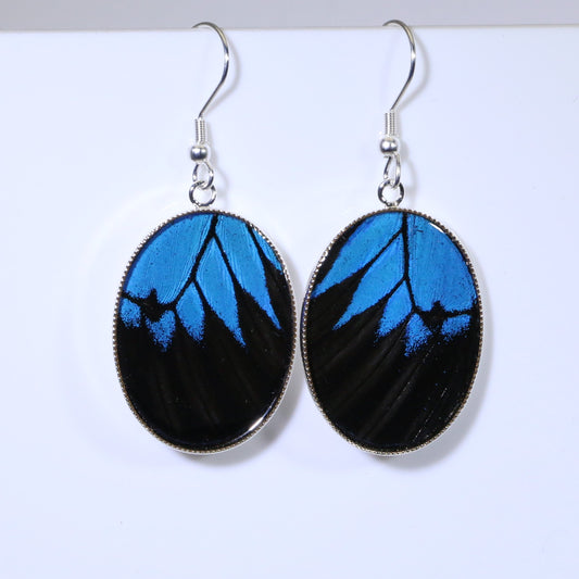 51307 - Real Butterfly Wing Jewelry - Earrings - Large - Blue Mountain Swallowtail