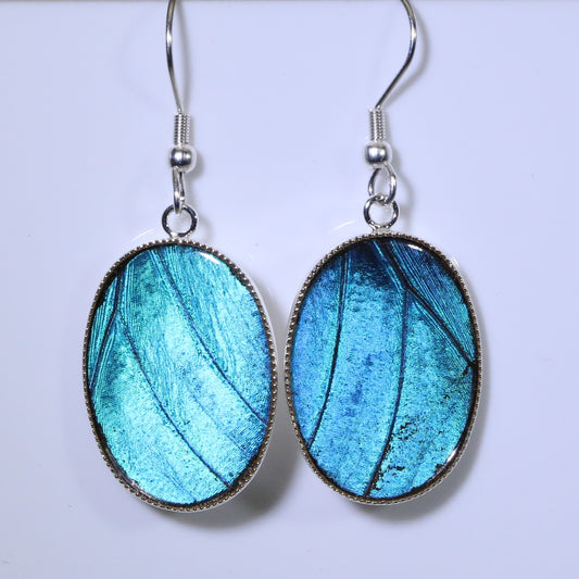 51201 - Real Butterfly Wing Jewelry - Earrings - Medium - Blue Morpho