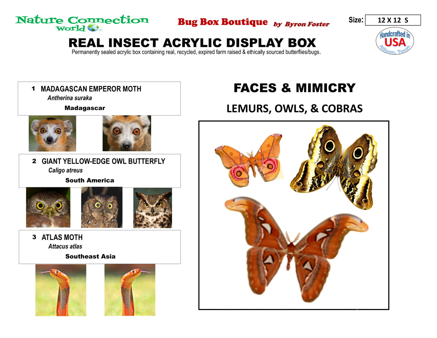 9121201 - Real Butterfly Acrylic Display Box - 12" X 12" - Faces & Mimicry