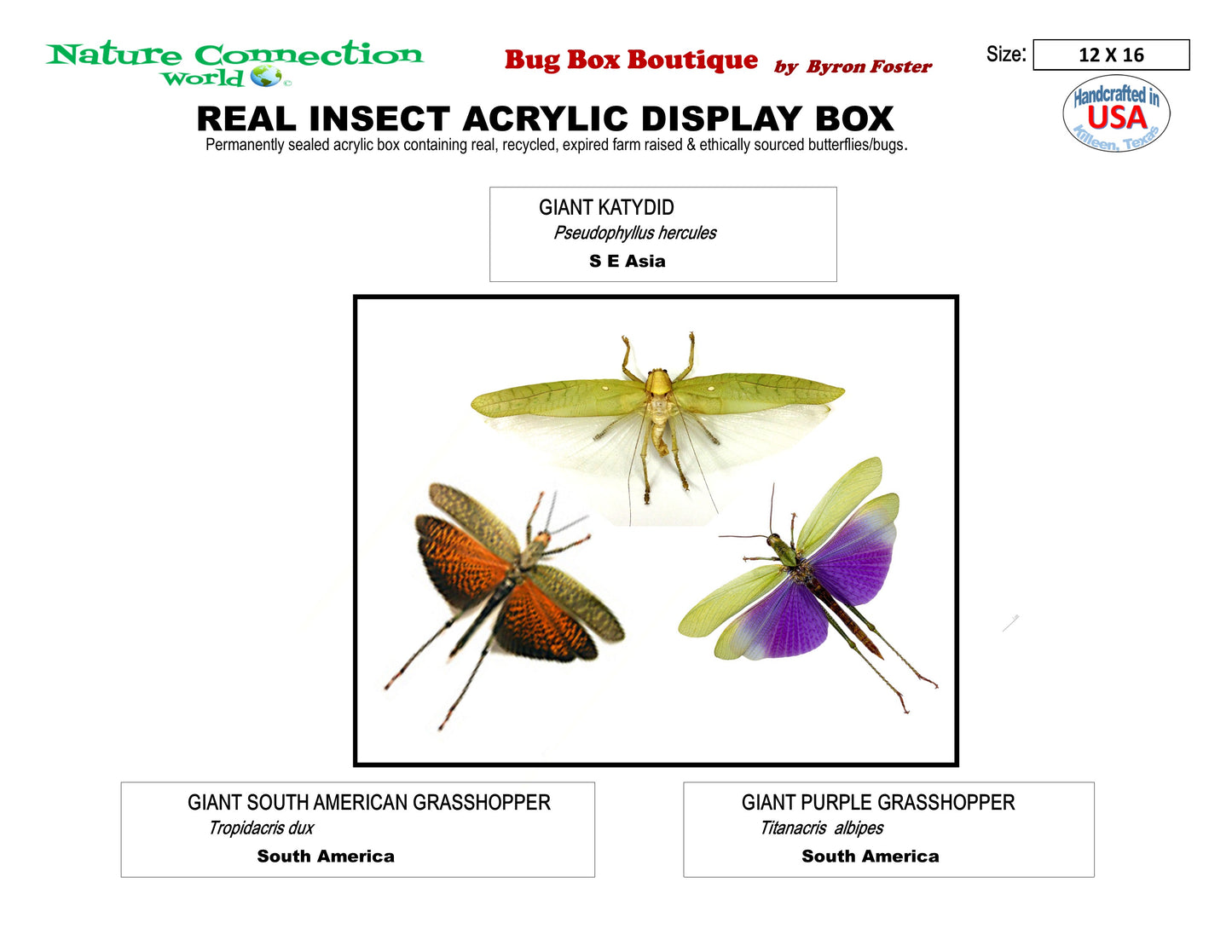 9121651 - Real Bug Acrylic Display Box - 12" X 16" - Grasshopper Trio