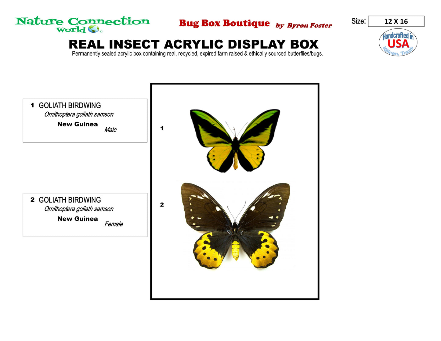 9121602 - Real Butterfly Acrylic Display Box - 9" X 12" - Goliath Bird Wing - Pair