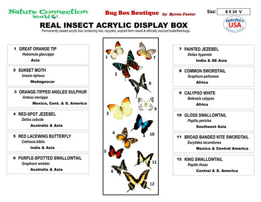 9082401 - Real Butterfly Acrylic Display Box - 8" x 24" - 12 Butterfly Wave