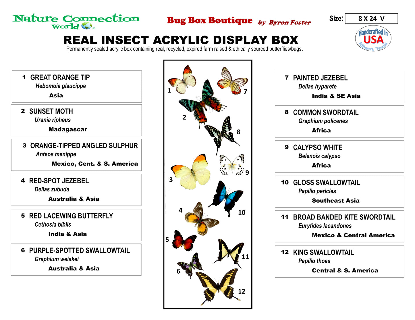 9082401 - Real Butterfly Acrylic Display Box - 8" x 24" - 12 Butterfly Wave