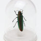 730200 - Mini-Bell Jar - Small - Jewel Beetle