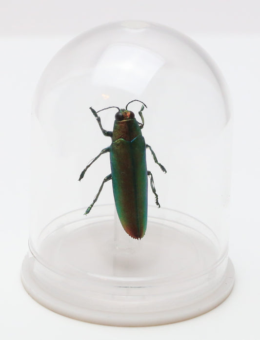 730200 - Mini-Bell Jar - Small - Jewel Beetle