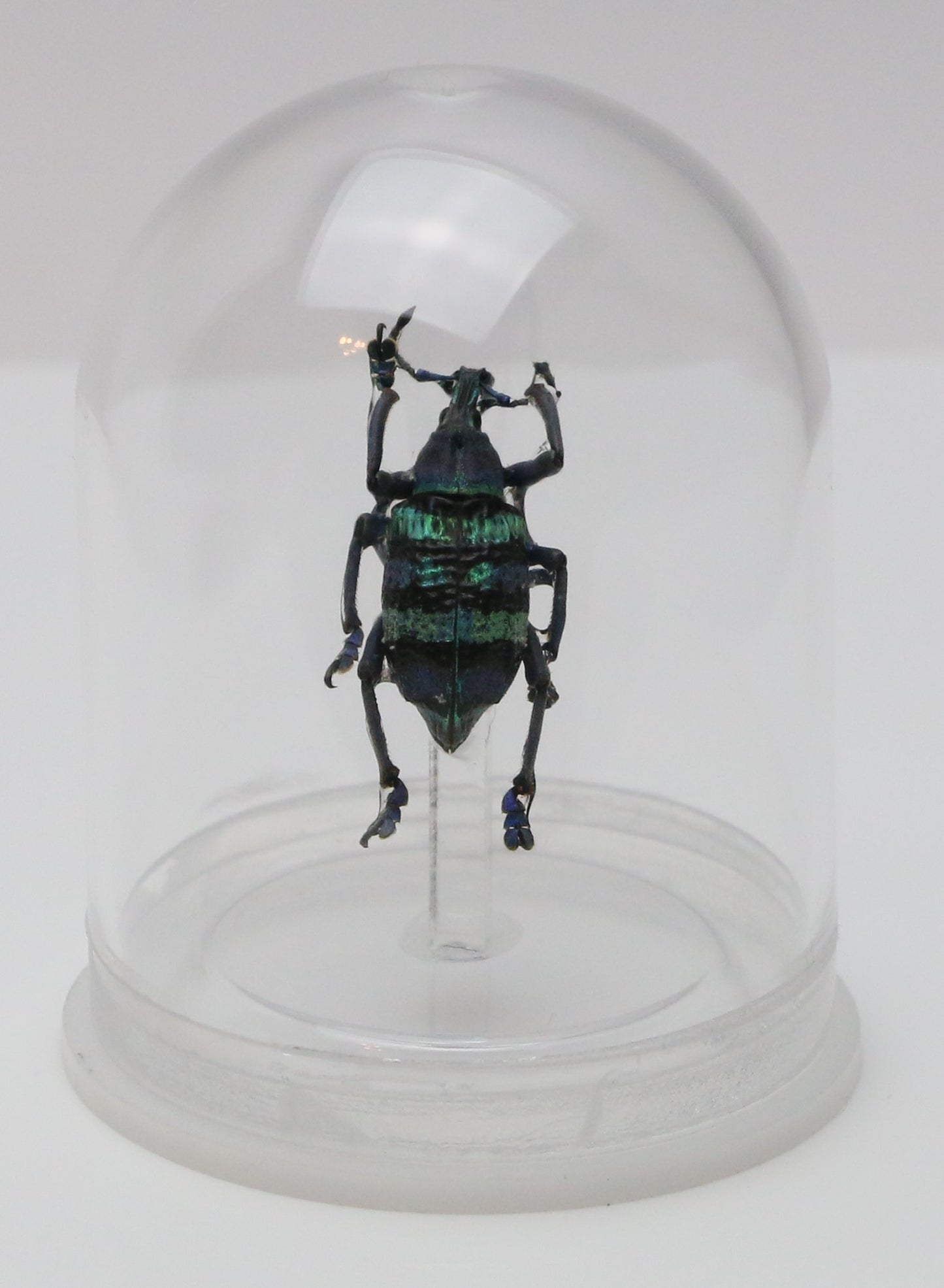 730203 - Mini-Bell Jar - Small - Purple & Green Banded Weevil