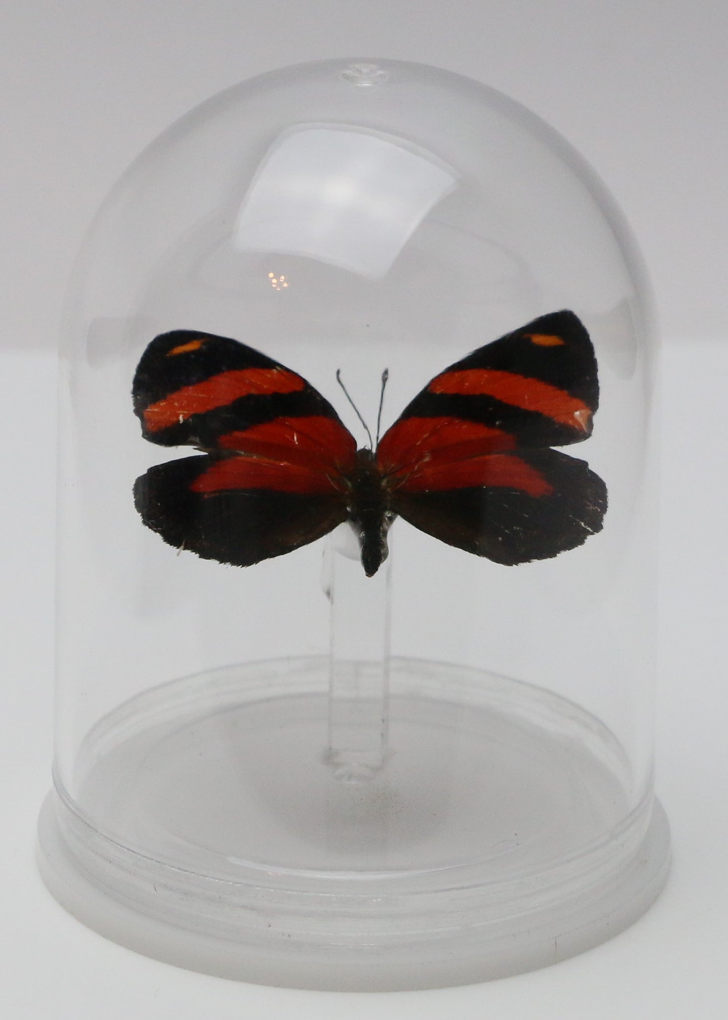 740000 - Mini-Bell Jar - Medium - BD Butterfly