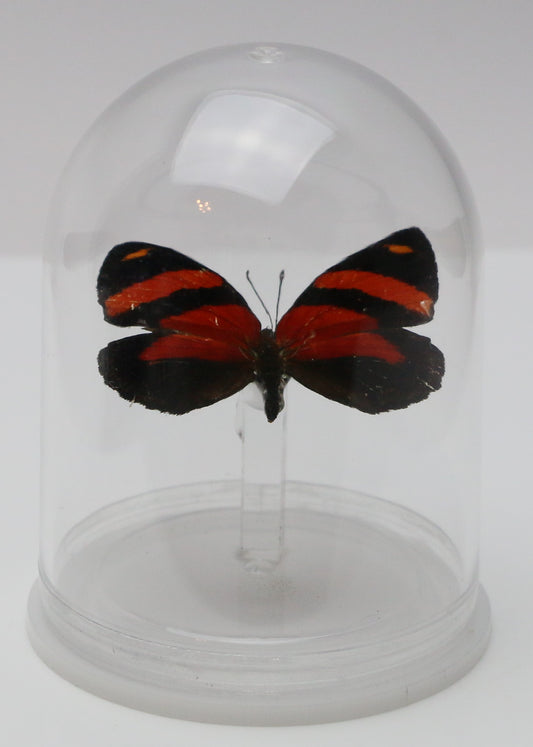 740000 - Mini-Bell Jar - Medium - BD Butterfly