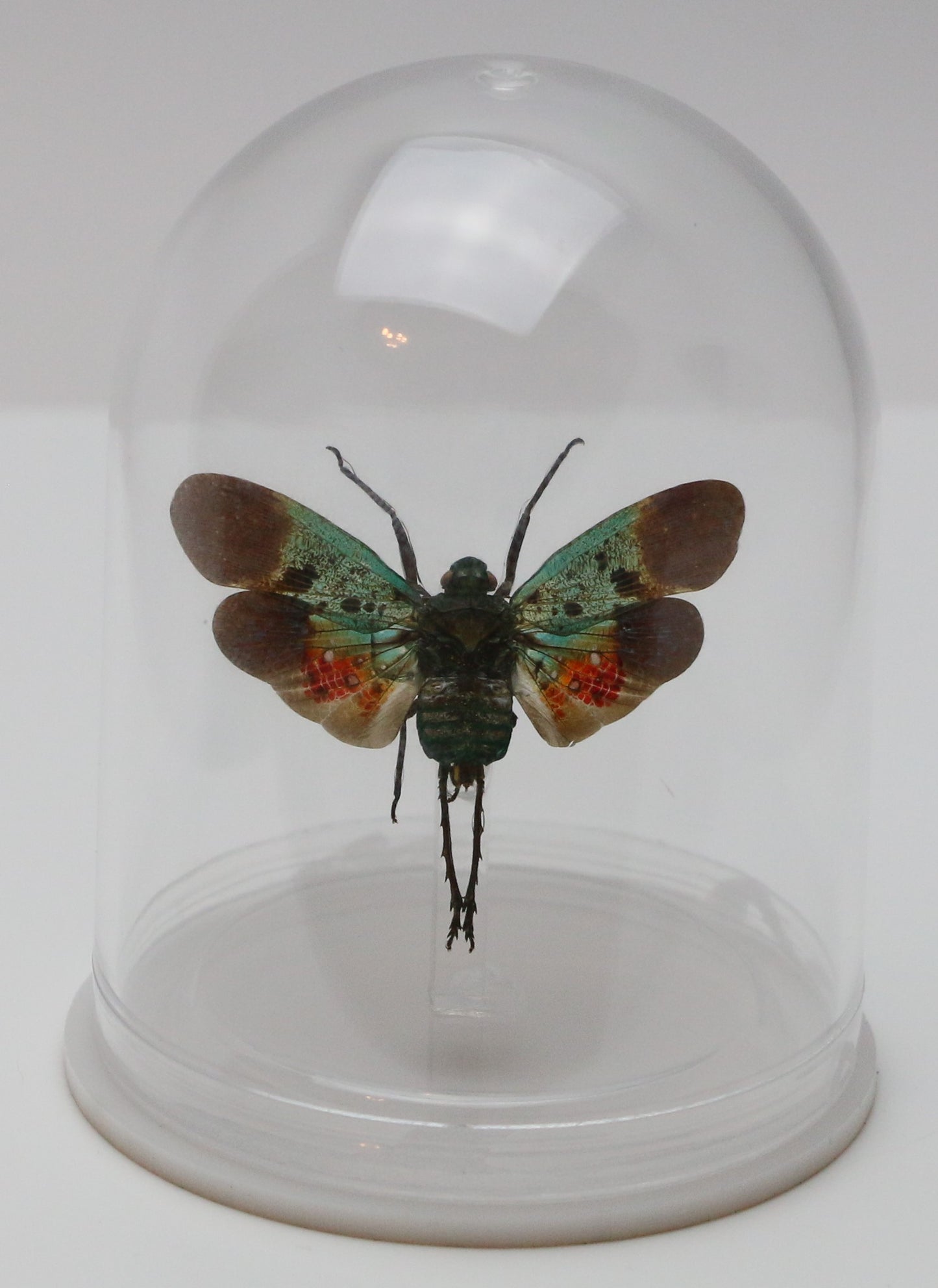 740201 - Mini-Bell Jar - Medium - Green Orange Lanternfly