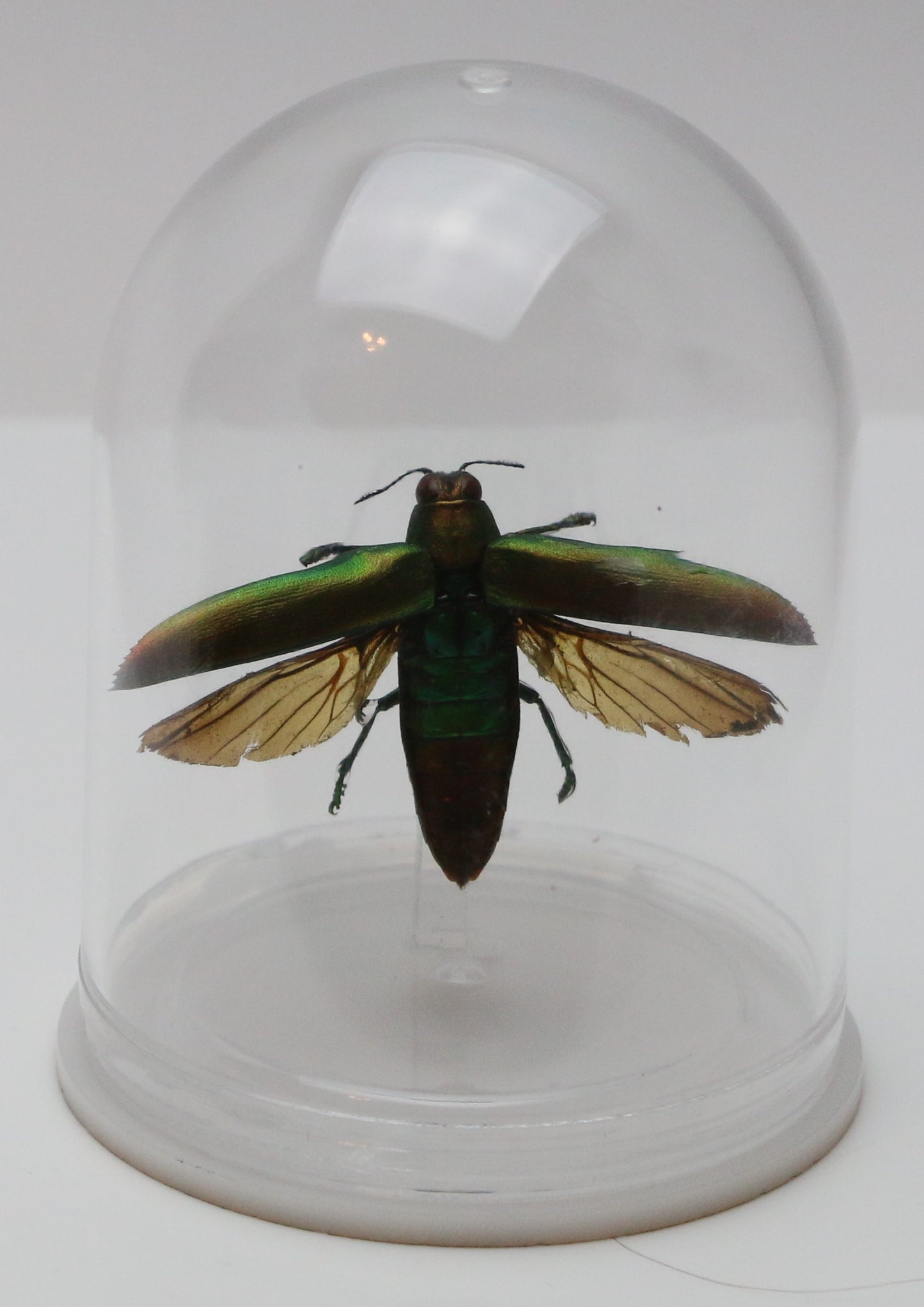 740202 - Mini-Bell Jar - Medium - Jewel Beetle - Wings Spread