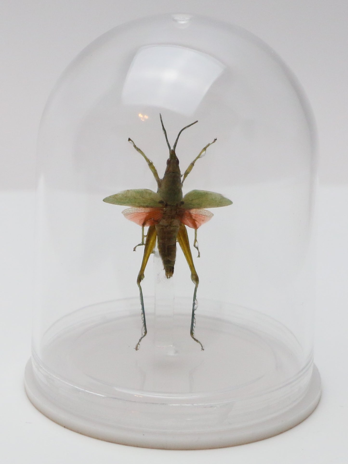 740205 - Mini-Bell Jar - Medium - Red Wing Grasshopper