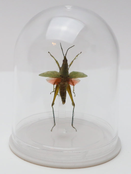 740205 - Mini-Bell Jar - Medium - Red Wing Grasshopper