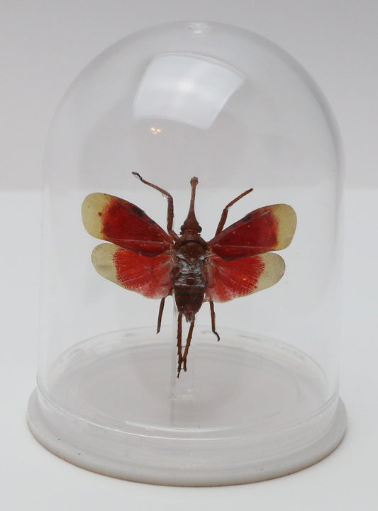 740206 - Mini-Bell Jar - Medium - Blood Red Lanternfly