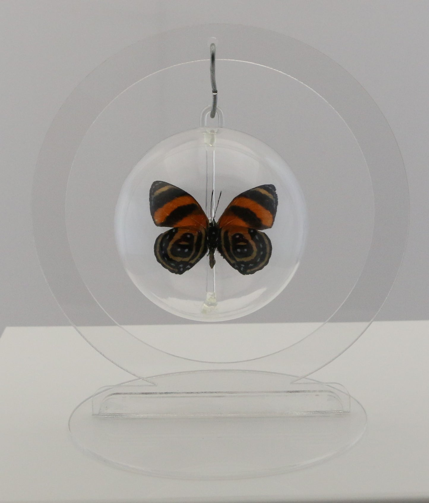 750101 - Butterfly Bubble - Sm. - Round- BD Butterfly