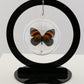 750101 - Butterfly Bubble - Sm. - Round- BD Butterfly