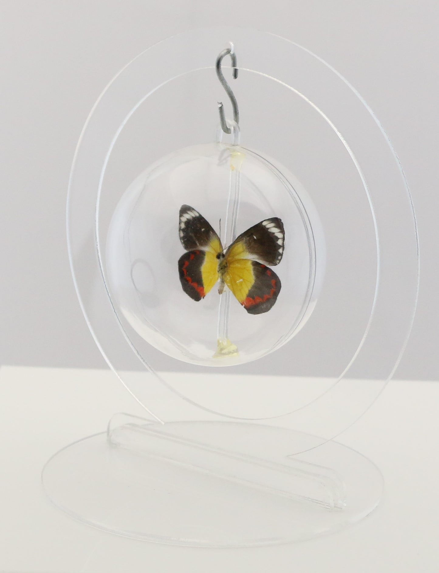 750103 - Butterfly Bubble - Sm. - Round- Timor Jezebel