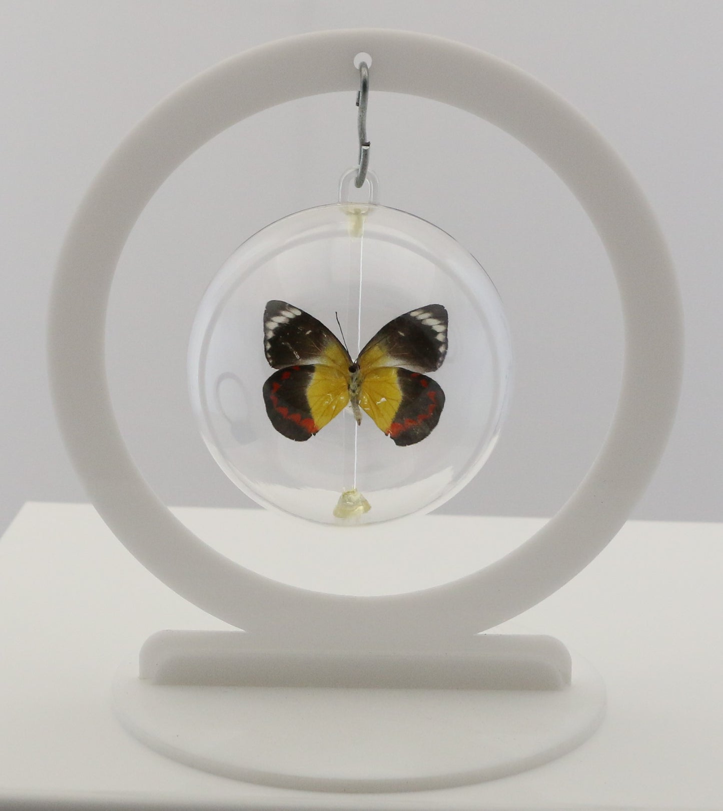 750103 - Butterfly Bubble - Sm. - Round- Timor Jezebel