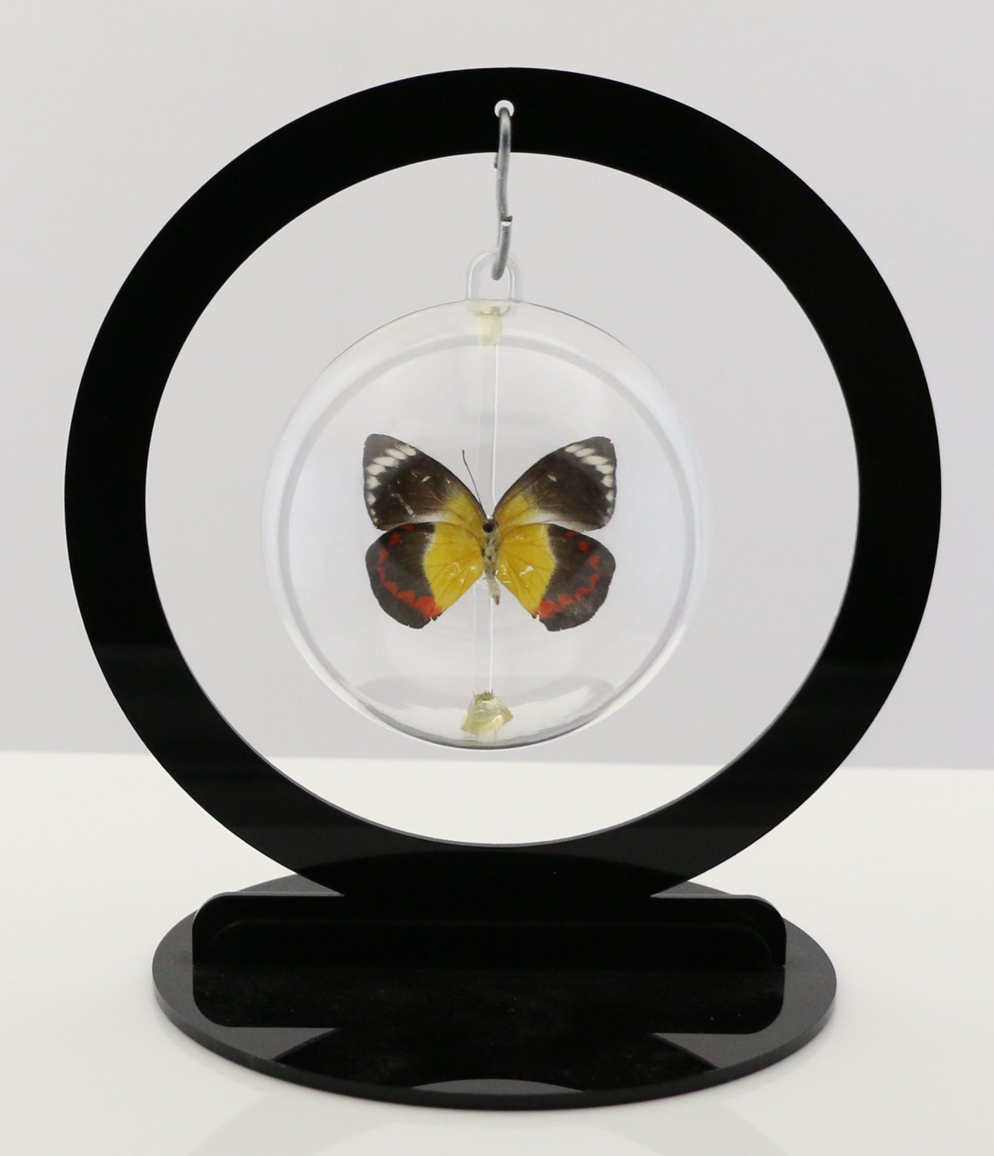750103 - Butterfly Bubble - Sm. - Round- Timor Jezebel