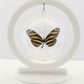 750205 - Butterfly Bubbles - Med. - Round - Zebra Longwing Butterfly
