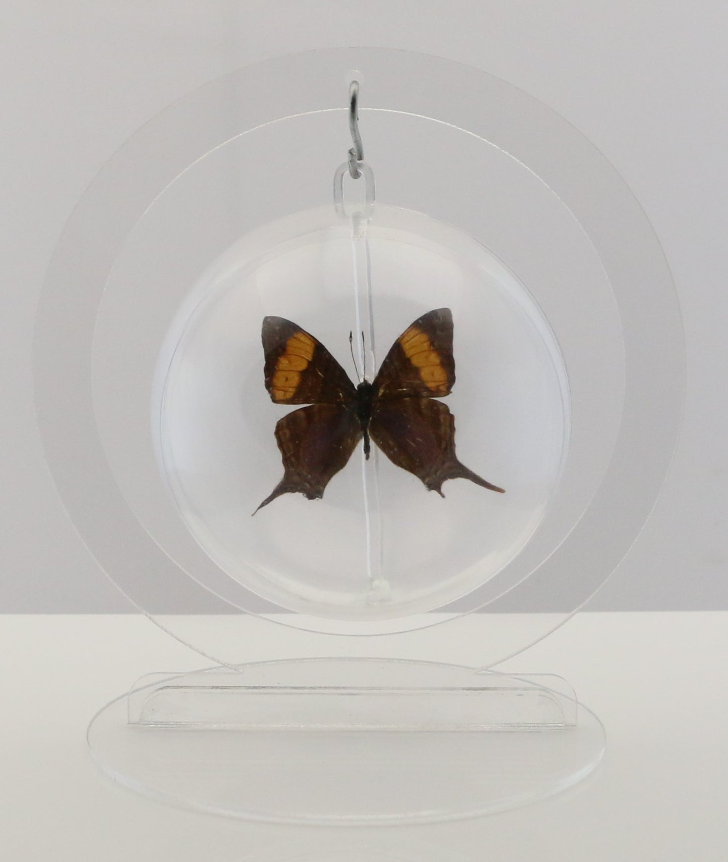 750207 - Butterfly Bubble - Med. - Round - Amber Daggerwing