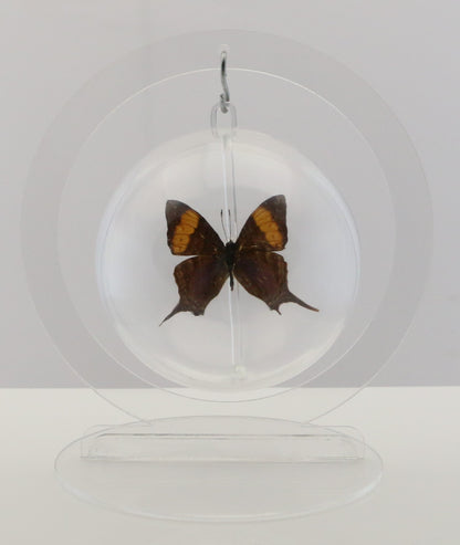 750207 - Butterfly Bubble - Med. - Round - Amber Daggerwing