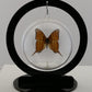 750208 - Butterfly Bubble - Med. - Round - Ruddy Daggerwing