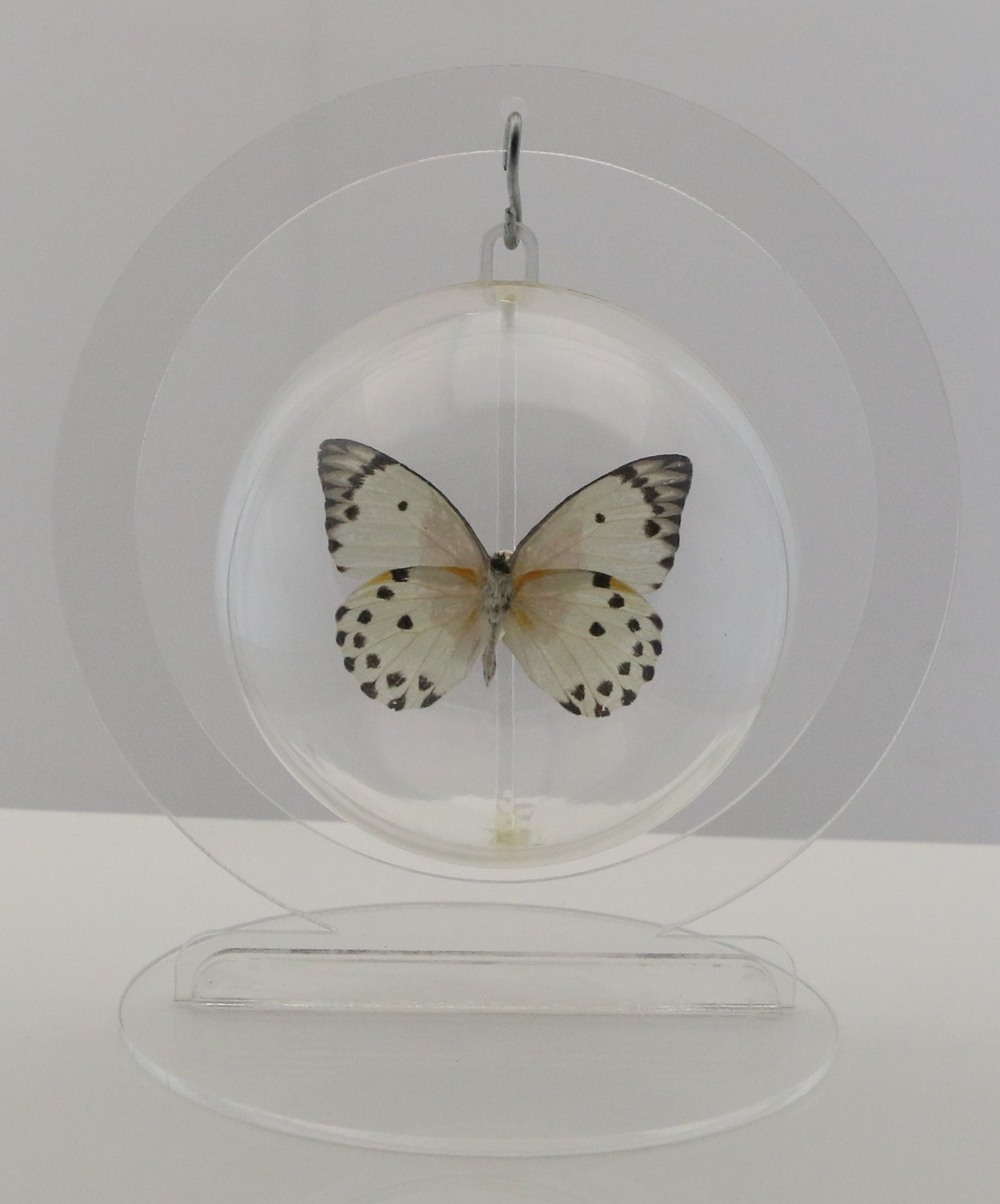 750209 - Butterfly Bubble - Med. - Round - Calypso White