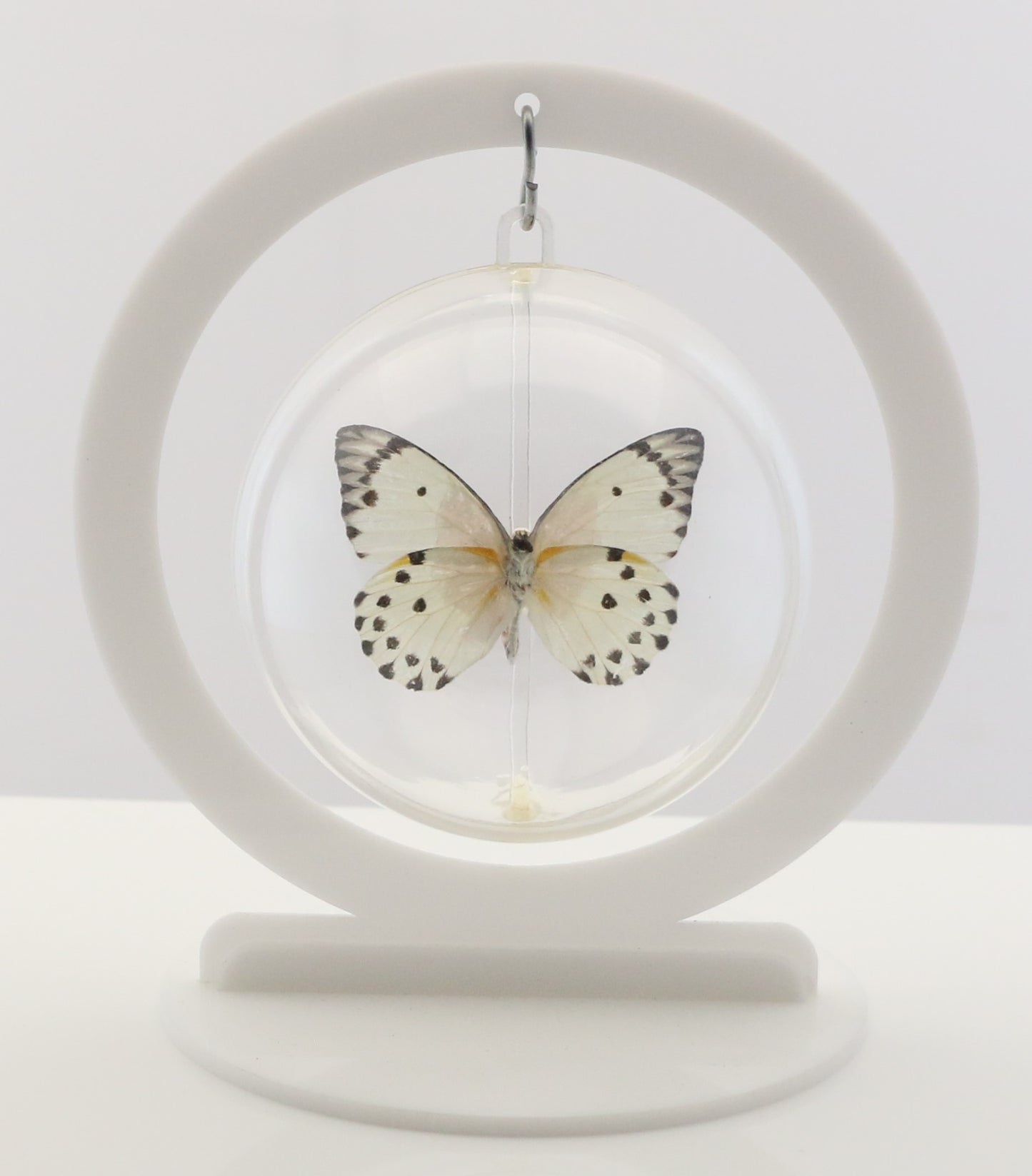 750209 - Butterfly Bubble - Med. - Round - Calypso White