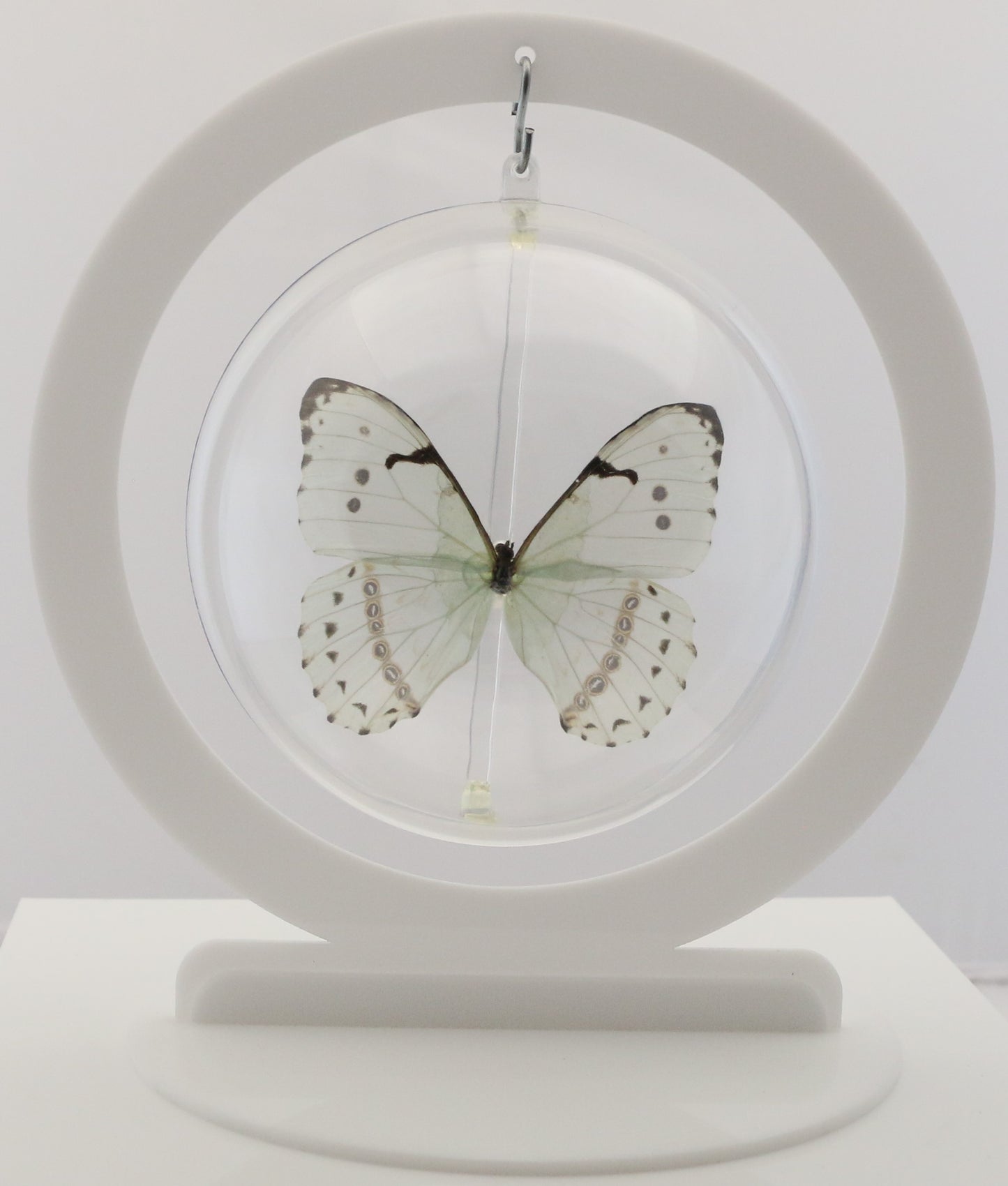 750303 - Butterfly Bubble - Lg. - Round - Mint Morpho (Morpho catenarius)