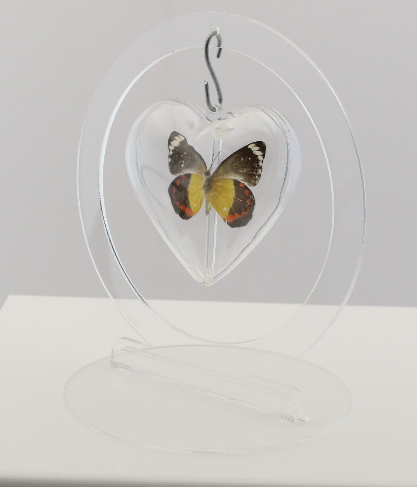 750700 - Butterfly Bubble - Sm. - Heart Shape - Timor Jezebel Butterfly